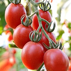 АРИОЗО F1 / ARIOZO F1 – Детерминантный томат, Lucky Seed