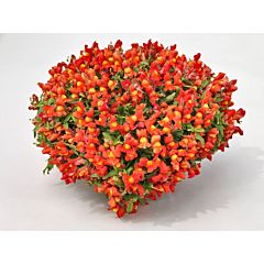 Антирринум (львиный зев) Candy Showers Orange F1, Sakata