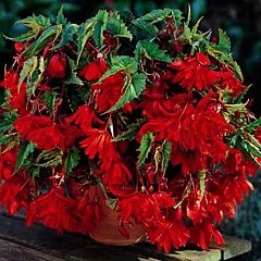 Бегония клубневая Cascade Dark Red, 1 луковица, Florium