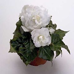 Бегония клубневая Multiflora Maxima белая, 1 луковица, Florium