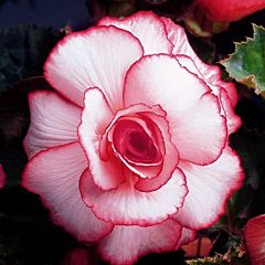 Бегония клубневая Bouton de Rose, 1 луковица, Florium