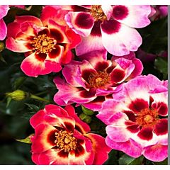Саджанці троянди перська Blushing Babylon ENo (Блашинг Бебілон Айс)