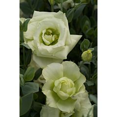 Роза (Эустома) Mariachi® Lime Green F1, Sakata