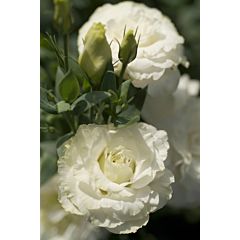Троянда (Еустома) Mariachi® Pure White F1, Sakata