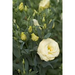 Троянда (Еустома) Mariachi® Yellow F1, Sakata