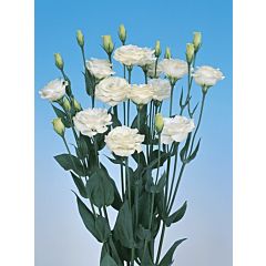 Троянда (Еустома) Mariachi® Grande White F1, Sakata
