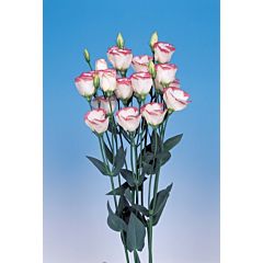 Троянда (Еустома) Piccolo® 1 Pink Rim F1, Sakata