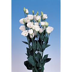 Роза (Эустома) Piccolo® 2 Pure White F1, Sakata