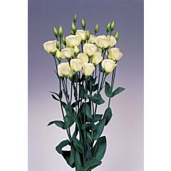Троянда (Еустома) Piccolo® 2 Yellow F1, Sakata