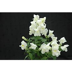 Антирринум (львиный зев) Floral Showers White F1, Sakata