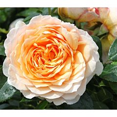Саджанці троянди плетиста Ginger Silabub (Джінджер Сілабаб) (Cl)