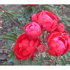 Саджанці троянди флорибунда Morsdag Pink (Морздаг Пінк)