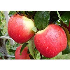 Саджанці яблуні Ерлі Женева
