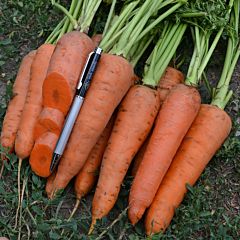 РЕД КОРЕД / RED KORED — морковь, Spark Seeds