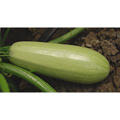 Семена кабачка купить в Украине ᐈ Agrolife ✓