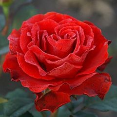 Саджанці троянди чайно-гібридна El Toro (Ель Торо)