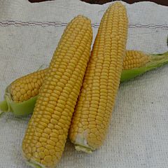 ХАММЕР F1 / HAMMER F1 — Кукуруза, Lark Seeds