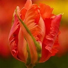 Тюльпан Flower Power,  Florium