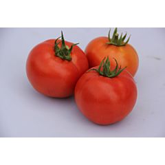 LS 1137 F1 – Детерминантный томат, Lucky Seed
