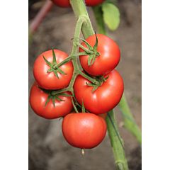 РЕДДЕР БУЛ F1 / REDDER BUL F1 – Индетерминантный томат, Lucky Seed