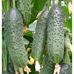 КАПРІКОРН F1 / KAPRIKORN F1 — огірок партенокарпічний, Yuksel Seeds