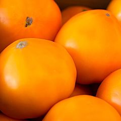 ЯМАМОТО (KS 10) F1 / YAMAMOTO (KS 10) F1 —  томат індетермінантний, Kitano Seeds (Професійне насіння)