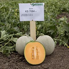 КС 7084 F1 / KS 7084 F1 — Дыня, Kitano Seeds