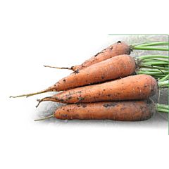 МАЦУРИ F1 (KS 7) / MACURI F1 (KS 7)  — морковь, Kitano Seeds