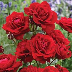 Роза полиантовая Лили Марлен (Професійне насіння)