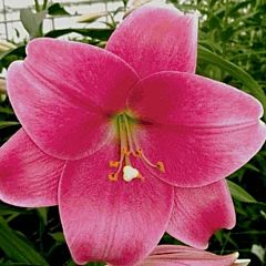 Лилия Pink Heaven, 3 луковицы, Florium