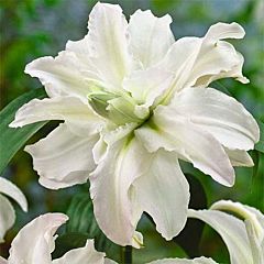 Лилия Polar Star, 1 луковица, Florium
