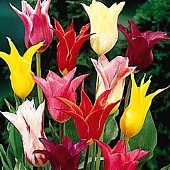 Тюльпаны Лилиецветные Микс,  Florium