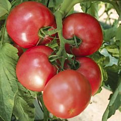ПІНК ХАРТ F1 / PINK HEART F1 — томат, NongWoo Bio (Професійне насіння)