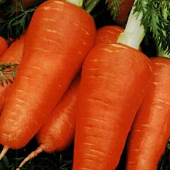 ШАНТАНЕ / SHANTANE — морковь, Hortus