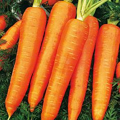 МИЛАНА F1 / MILANA F1  – морковь, LibraSeeds