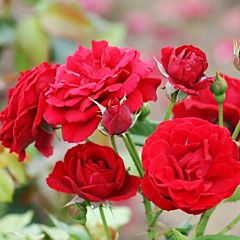 Роза флорибунда Нина Вейбл (Професійне насіння)