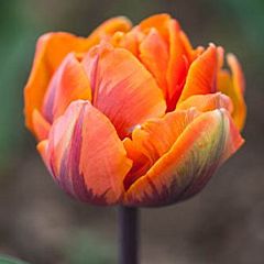 Тюльпан Orange Princess,  Florium