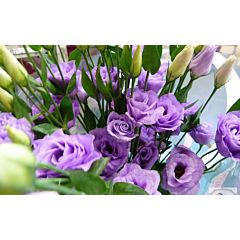 Троянда (Еустома) Piccolo® 2 Lavender F1, Sakata