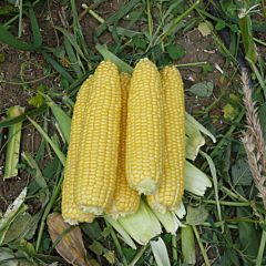 ШАМО F1 / SHAMO F1 — Кукуруза, Lark Seeds