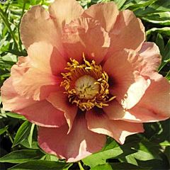 Пион ITOH Old Rose Dandy,  Florium