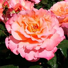 Саджанці троянди чайно-гібридна Augusta Luise (Августа Луїза)