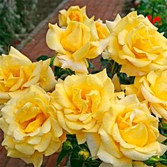 Саджанці троянди чайно-гібридна Berolina (Бероліна)
