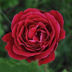 Саджанці троянди чайно-гібридна Dame de Coeur (Дам де Кьор)