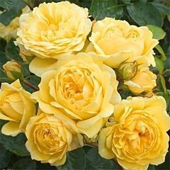 Саженцы роз полиантовая Yellow Meilove (Eллоу Мейлав)