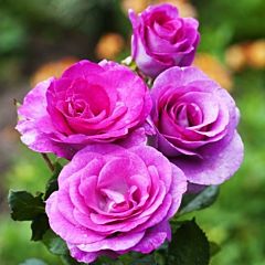 Саджанці троянди чайно-гібридна Violette Parfume (Віолет Парфум)