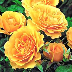Саджанці троянди флорибунда Julia Child (Джулия Чайльд)