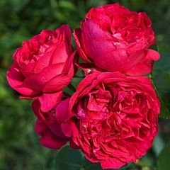 Саджанці троянди паркова Red Eden Rose (Ред Еден Роуз)