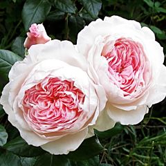 Саджанці троянди кордес Alexandra Princesse de Luxembourg (Александра Принцеса Люксембурга)