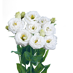 Роза (Эустома) Rosita® 1 Pure White F1, Sakata