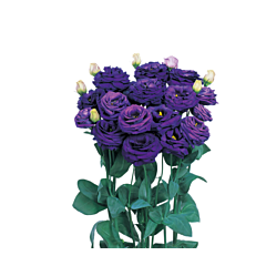 Троянда (Еустома) Rosita® 3 Blue F1, Sakata